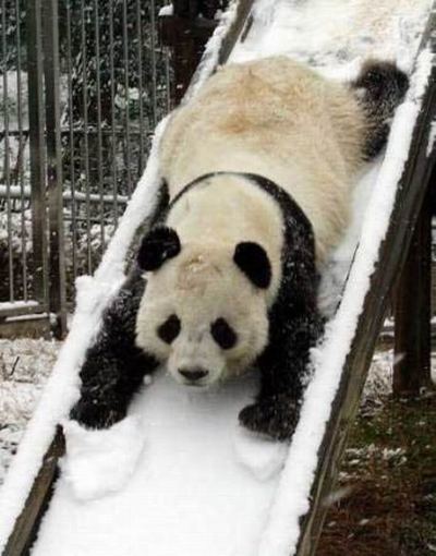 panda.playtime.slide panda.playtime.slide