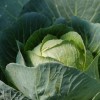 Cabbage Soup, Master Cleanse, Zone, South Beach—How All These Diets Just Led to Binges