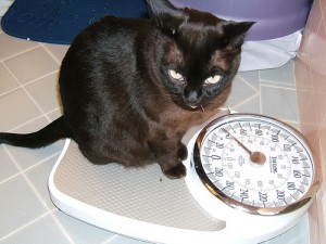 What Exactly Counts as a Binge—And Are All Bingers "Overweight"? [book excerpt]